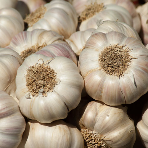 Garlic