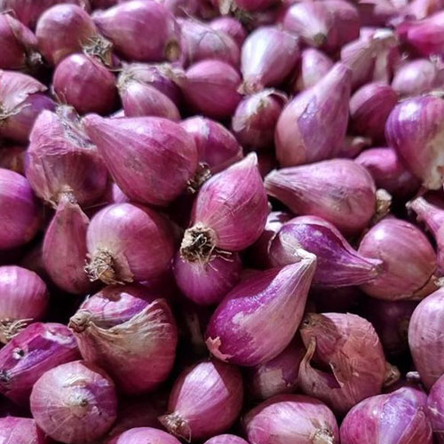 Shallot