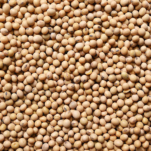 Soybean