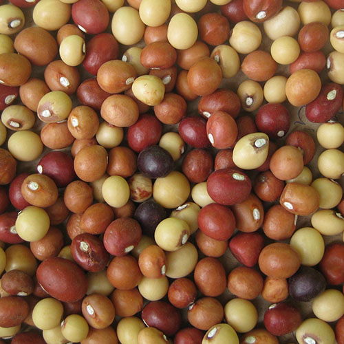 Bambara Groundnut