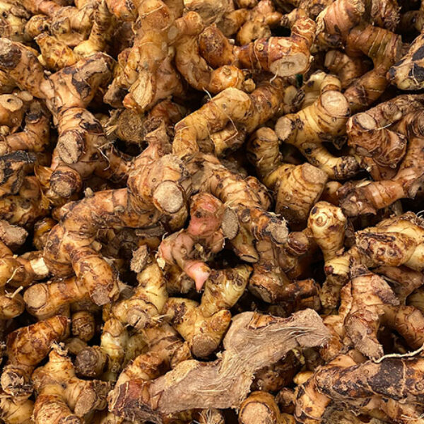 Galangal