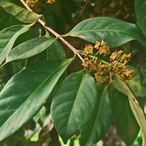 Indonesian Bay Leaf