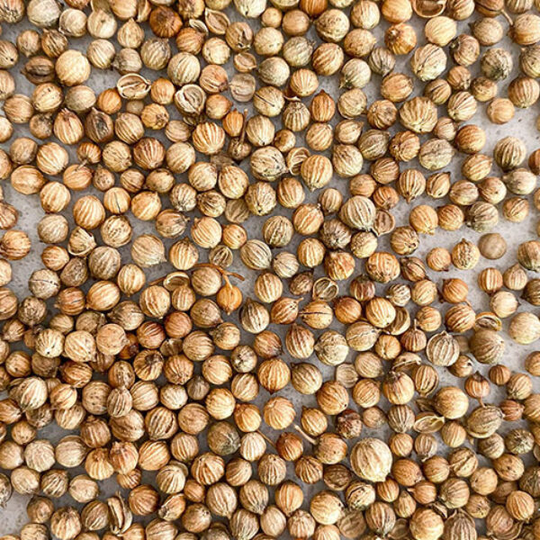 Coriander